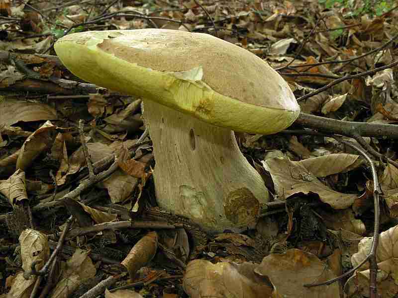  Image name: 203 Porcino.jpg 
 width: 800 pixel 
 height: 600 pixel 
 Size: 40958 bytes 
 Click to enlarge 